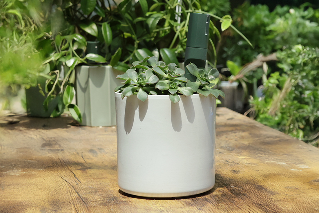 Stretchy Succulents: Why Your Cactus Looks Weird