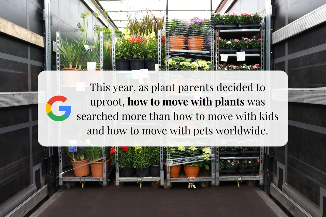 The best way to pack your plants when moving