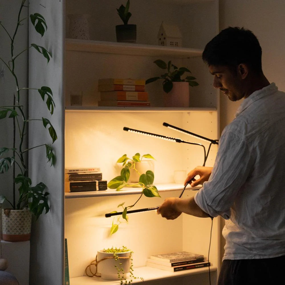 Man setting up a gathera grow light above string of pearls plant