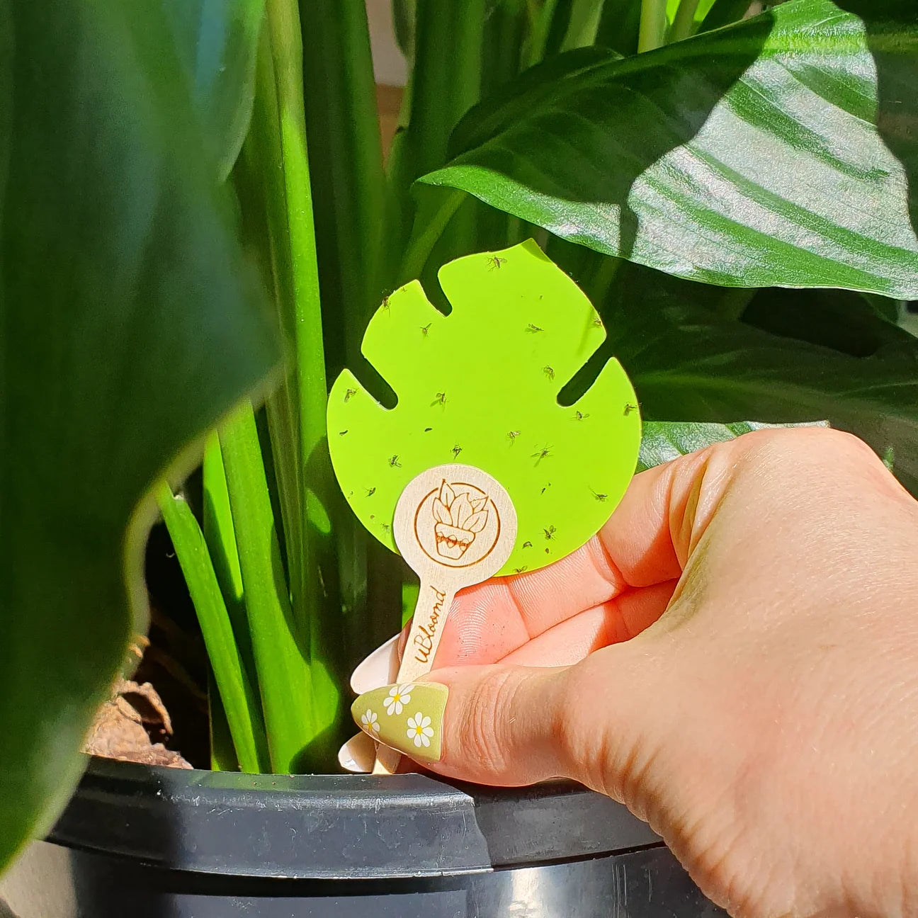 Hand adding a uBloomd Sticky Trap to a Peace Lily plant
