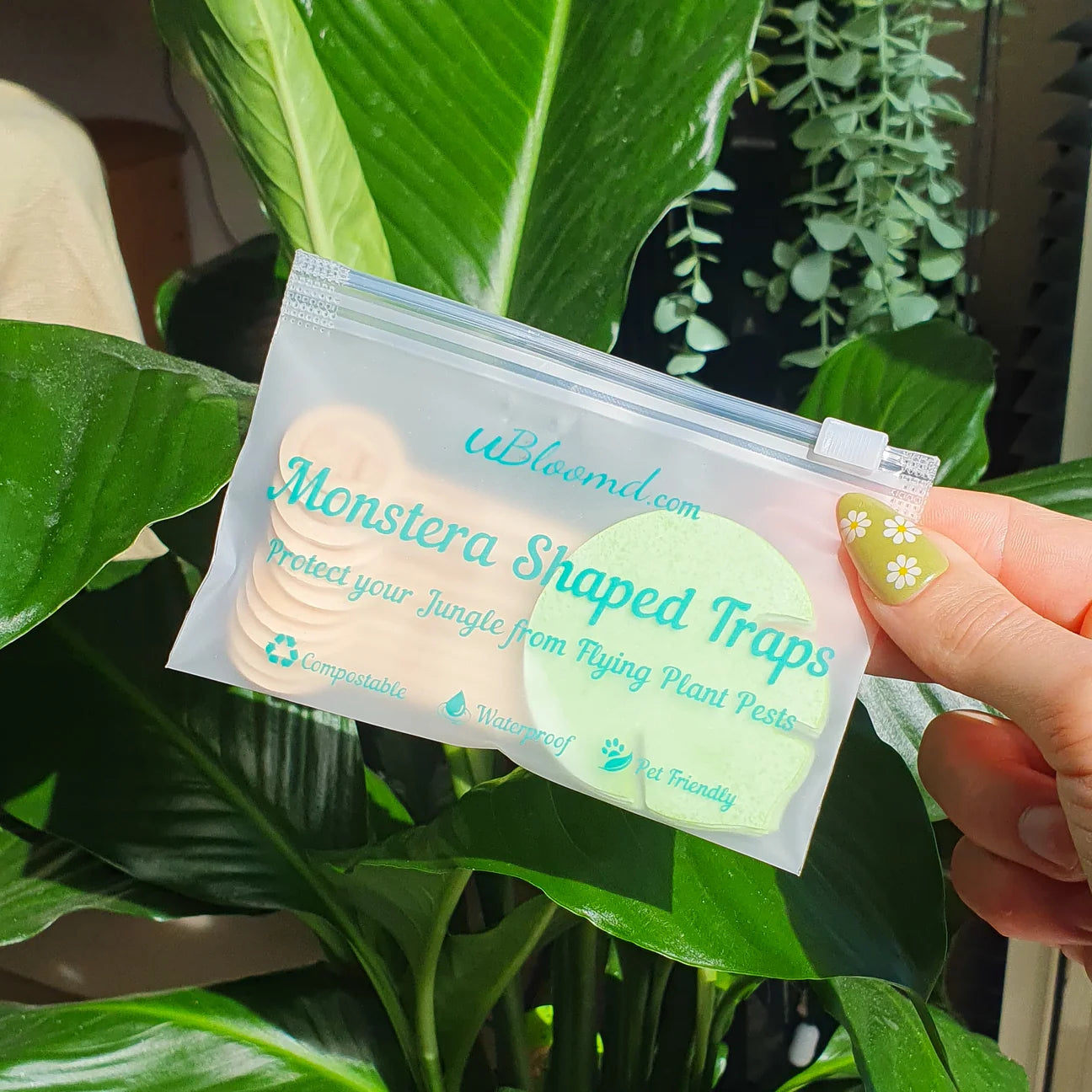 Female hand holding a pack of Monstera shaped sticky traps