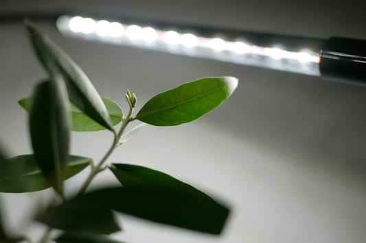 plants grow lights