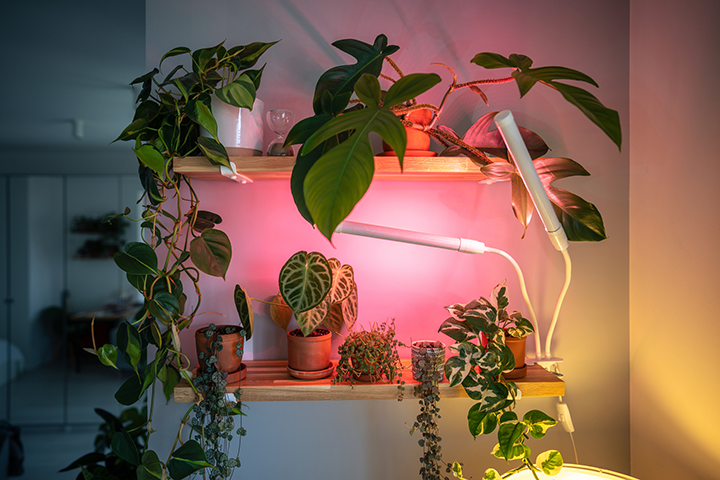 plant grow lights
