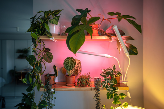 plant grow lights