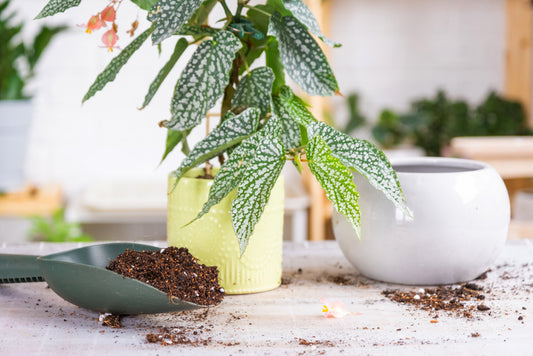 Houseplant with well draining soil and trowel, prepared to improve soil drainage in an aesthetic home setting filled with beautiful greenery and plants