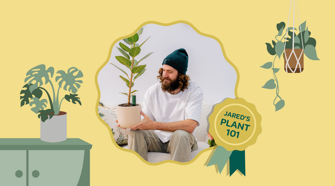 Jared's Plant 101: The core need-to-knows for plant care