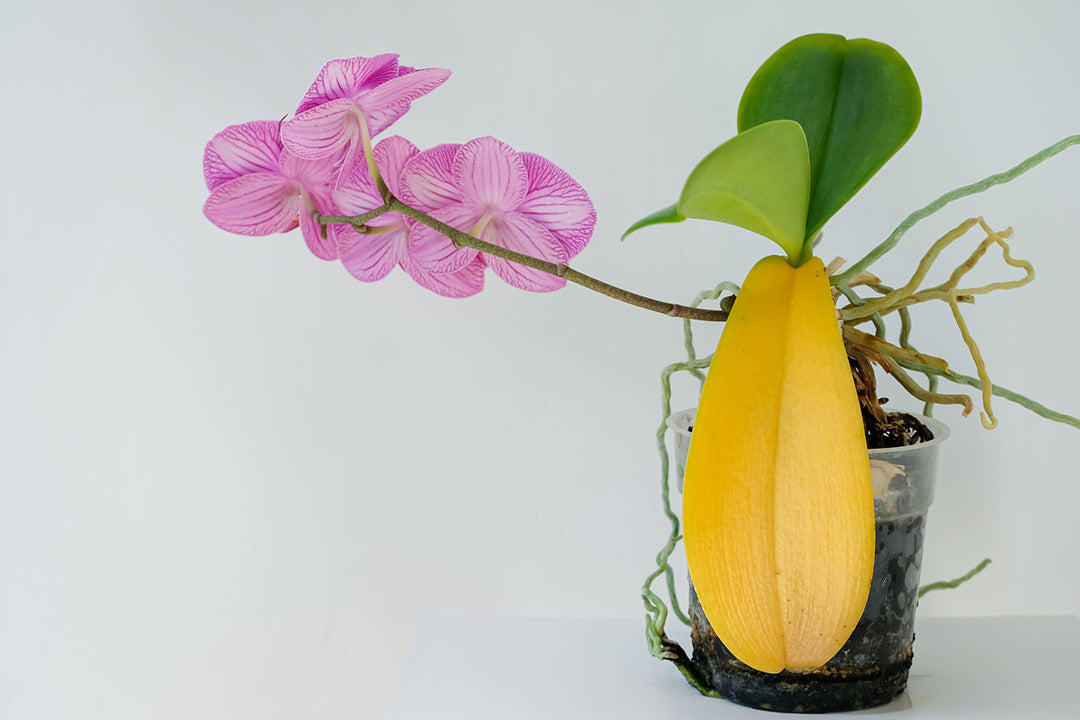 Orchid plant