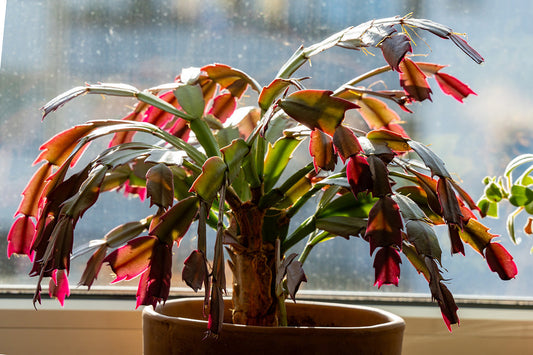 Houseplants