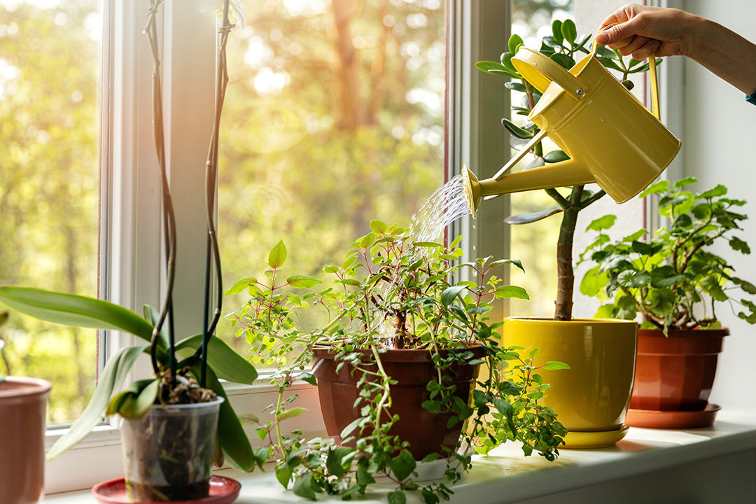 Keep Your Houseplants Healthy While You’re On Holiday
