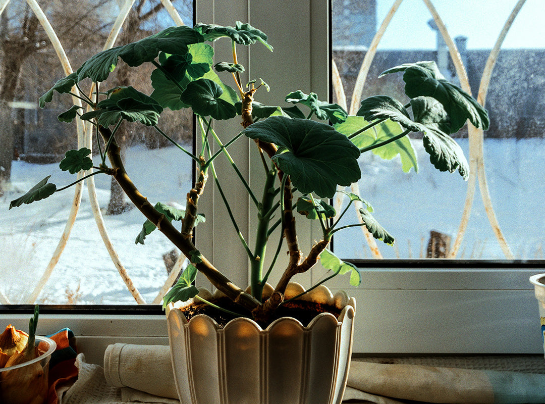 How To Care For Your Houseplants This Winter
