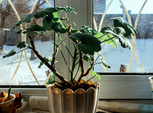 How To Care For Your Houseplants This Winter