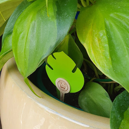 Green Sticky Traps 10 Pack