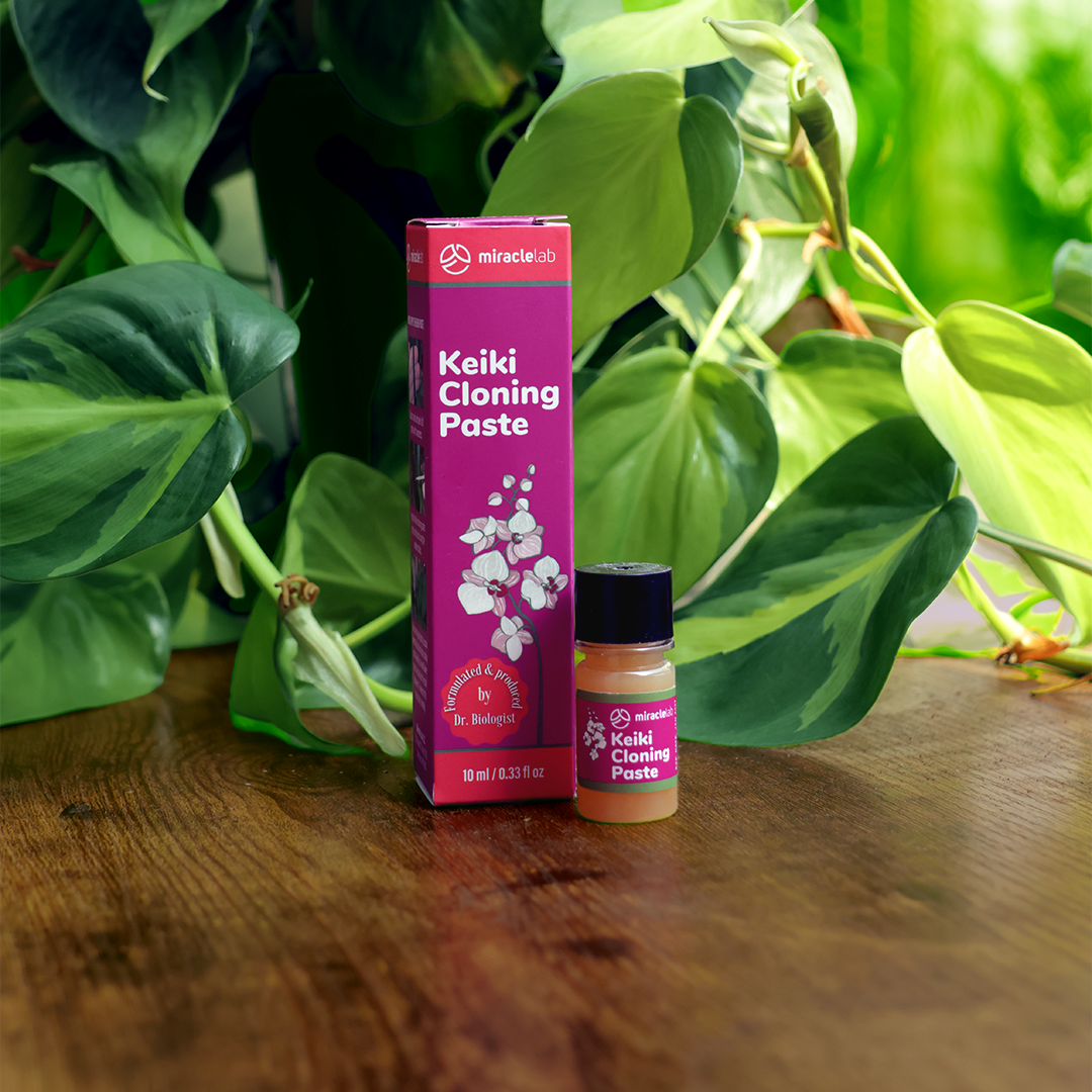 Keiki Cloning Paste on a table next to a Philodendron Brasilia houseplant
