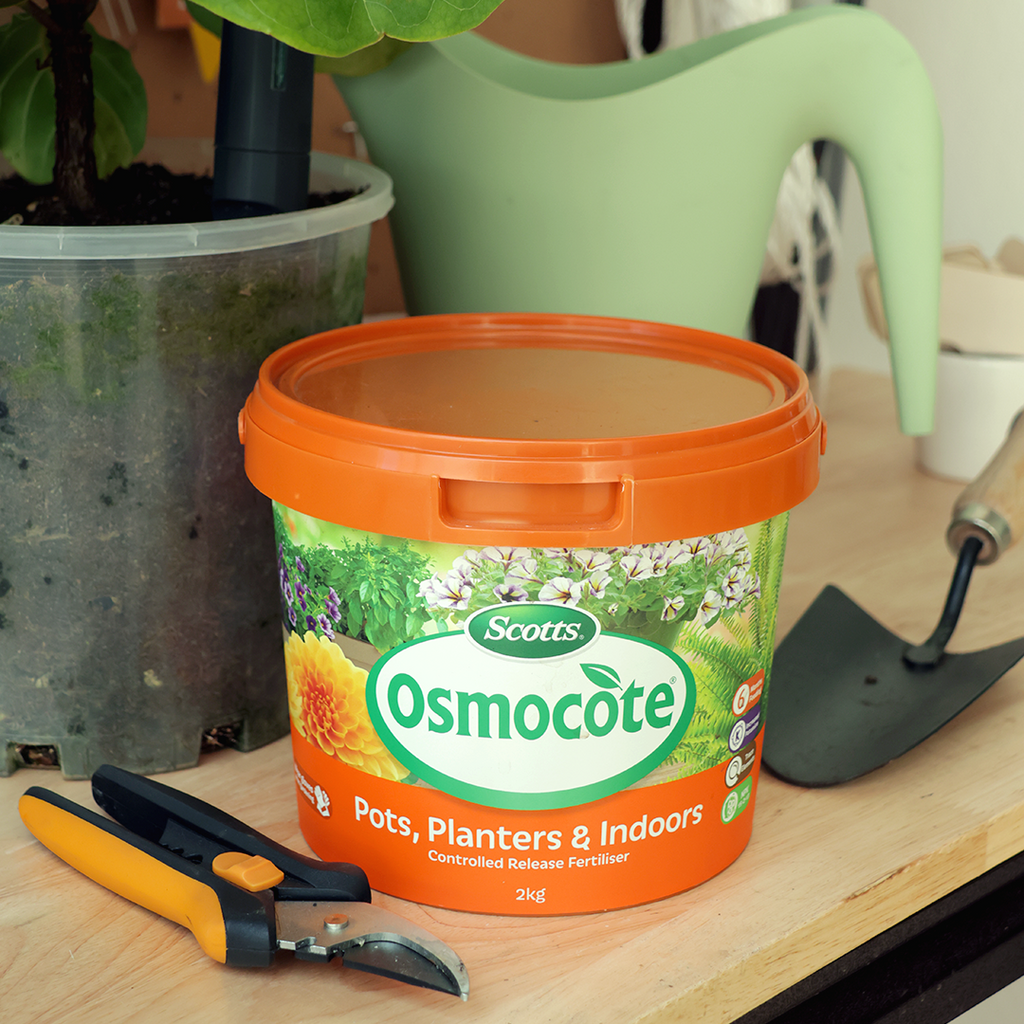 Osmocote slow release fertiliser sitting next to a fiddle leaf fig plant