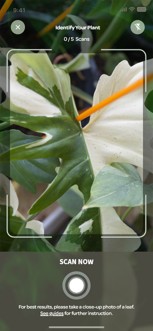 Screenshot of plant identification in Willow App