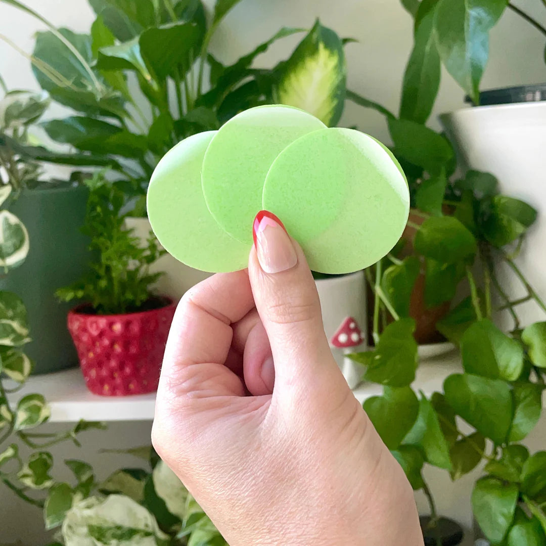 Green Sticky Traps 10 Pack