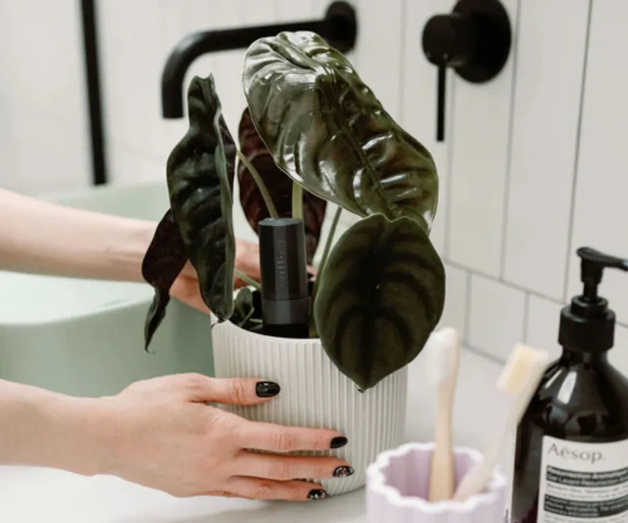 Not a single brown leaf is in sight with this clever smart plant sensor