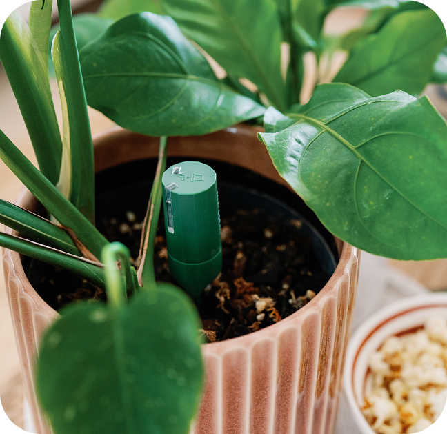 Moss Sensor in a potted houseplant
