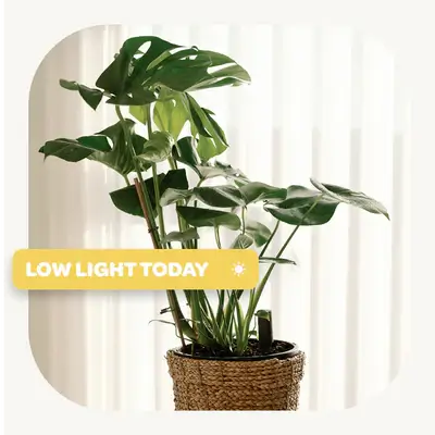Sensor saying  los light today