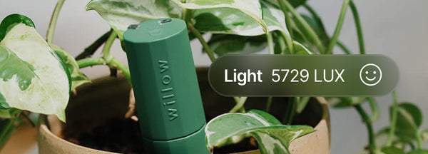 Willow humidity meter