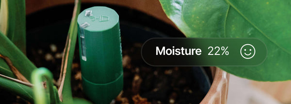 Willow humidity meter
