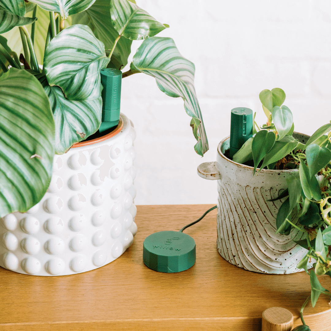 willow plant pot Plant Parent