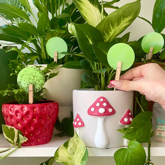 Green Sticky Traps 10 Pack