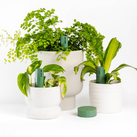 Plant Parent