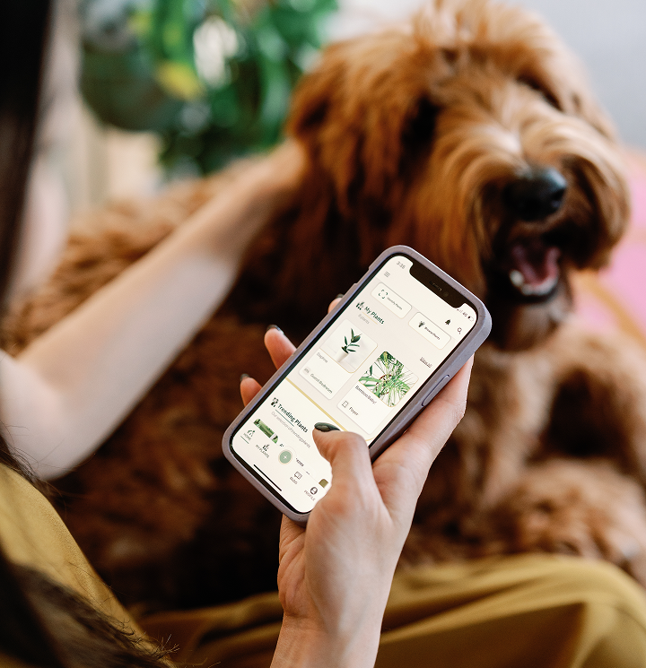 Willow app